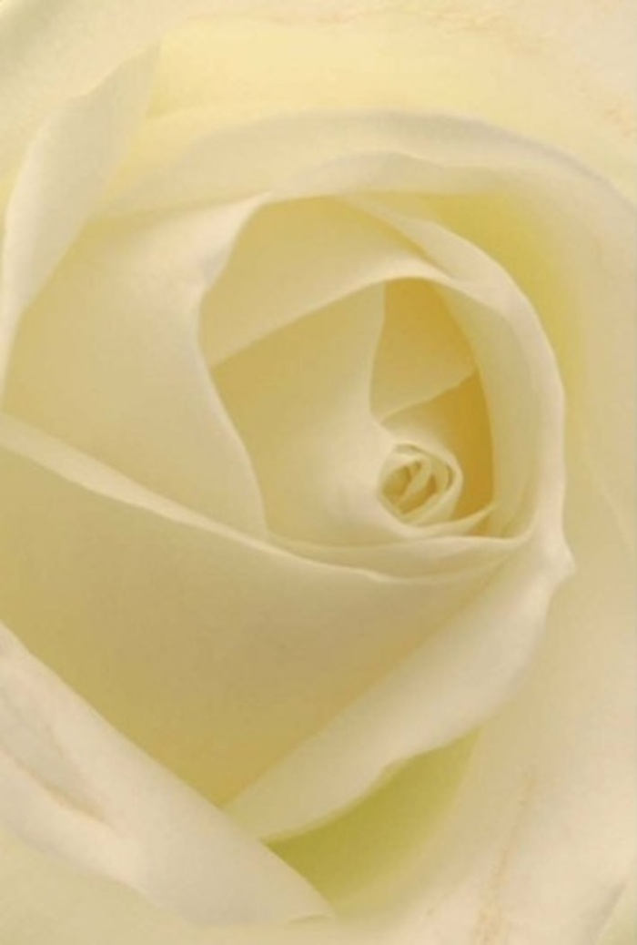 Gazing into the heart of this white rose, you are treated to a portrait of tranquility and polished grace, just as one might discover in an elegant home near Embassy Gardens. The petals are layered in a seamless dance from pure white to softest cream, gently illuminated by diffused natural light. Each unfurling spiral, outlined by the subtlest champagne shadows, speaks of patience and gentle endurance-evoking both purity and newfound beginnings. The subtle textures, which range from satiny sheen to a tender matte softness, invite contemplation, while the core of the bloom offers an understated resilience. For the florists of Nine Elms, such a rose is perfectly suited for every heartfelt occasion: a token of apology, a romantic offering, or the centerpiece of stylish city weddings. The bloom's quiet fragrance adds a calming aura, while its flawless arrangement is a tribute to both nature's wisdom and skilled local hands, ensuring every bouquet resonates with sincerity and emotional depth.